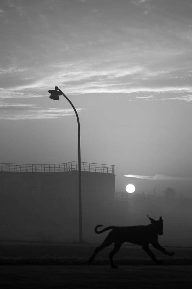 собака Баскервиль