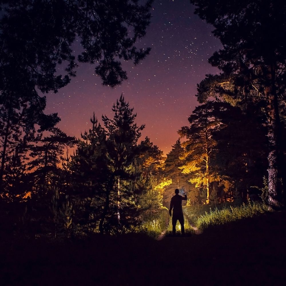 По ночному лесу