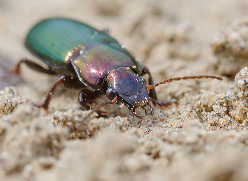 Деловой жук