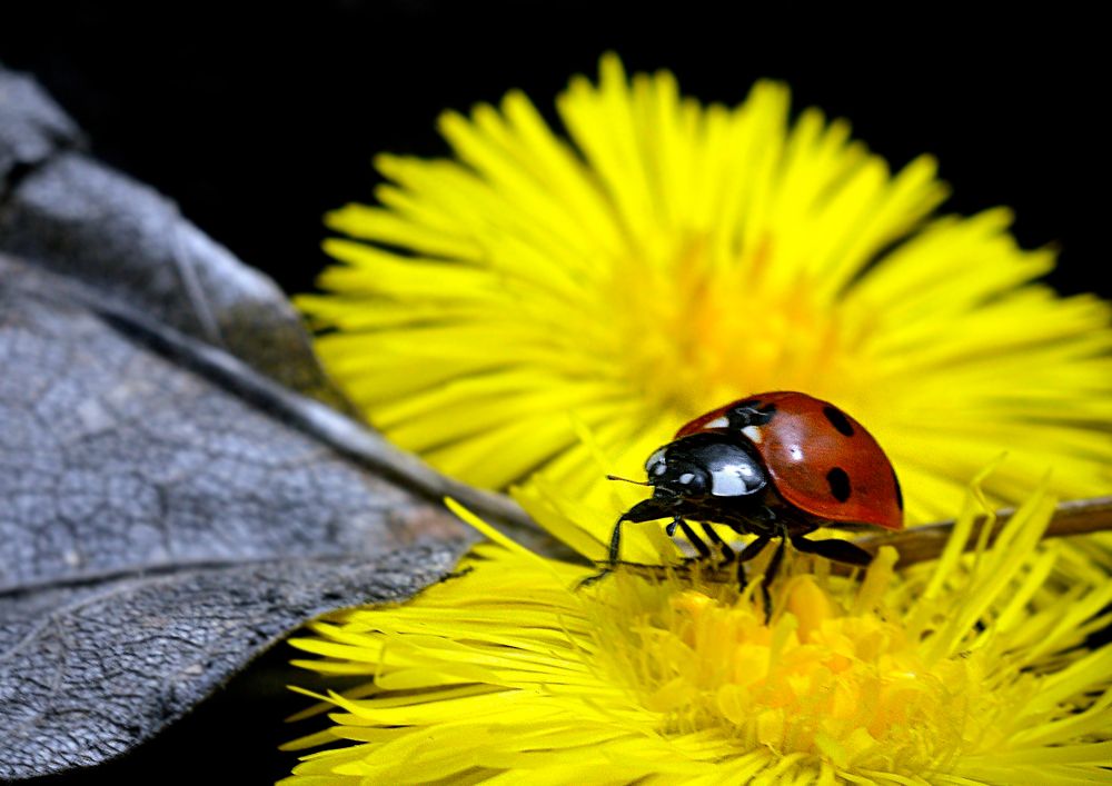 Photograph by Алексей Козлов