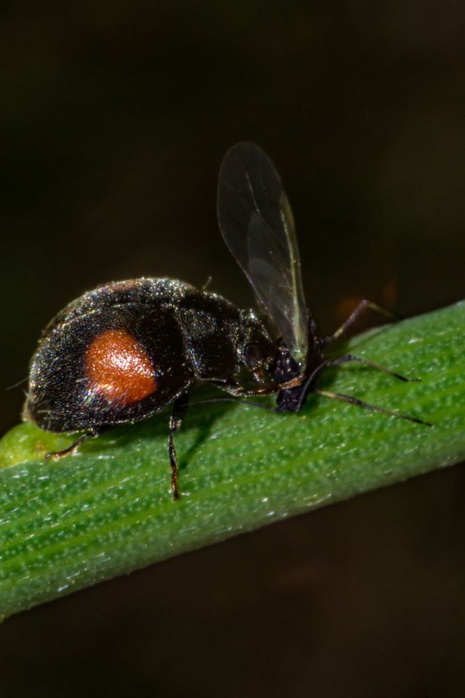 Жук пожирающий добычу