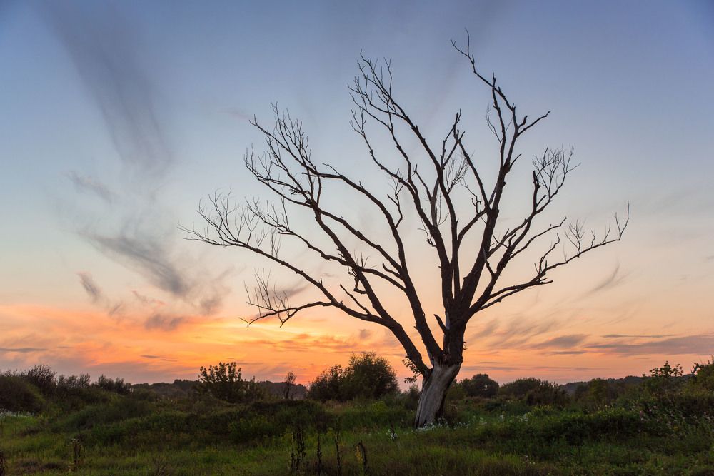 Одинокое дерево