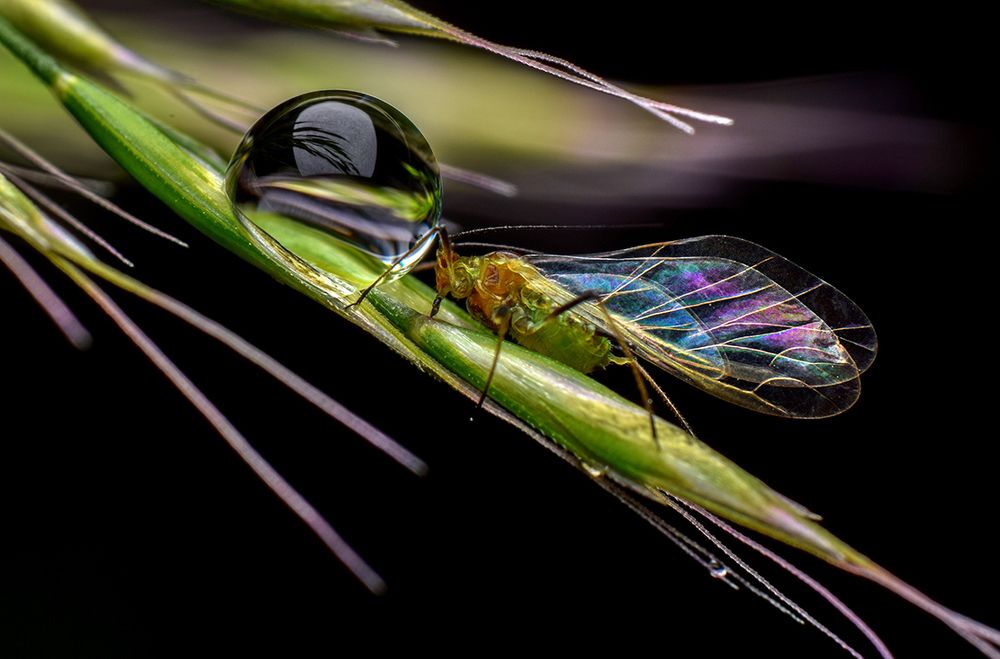 Sensual contact with a dewdrop