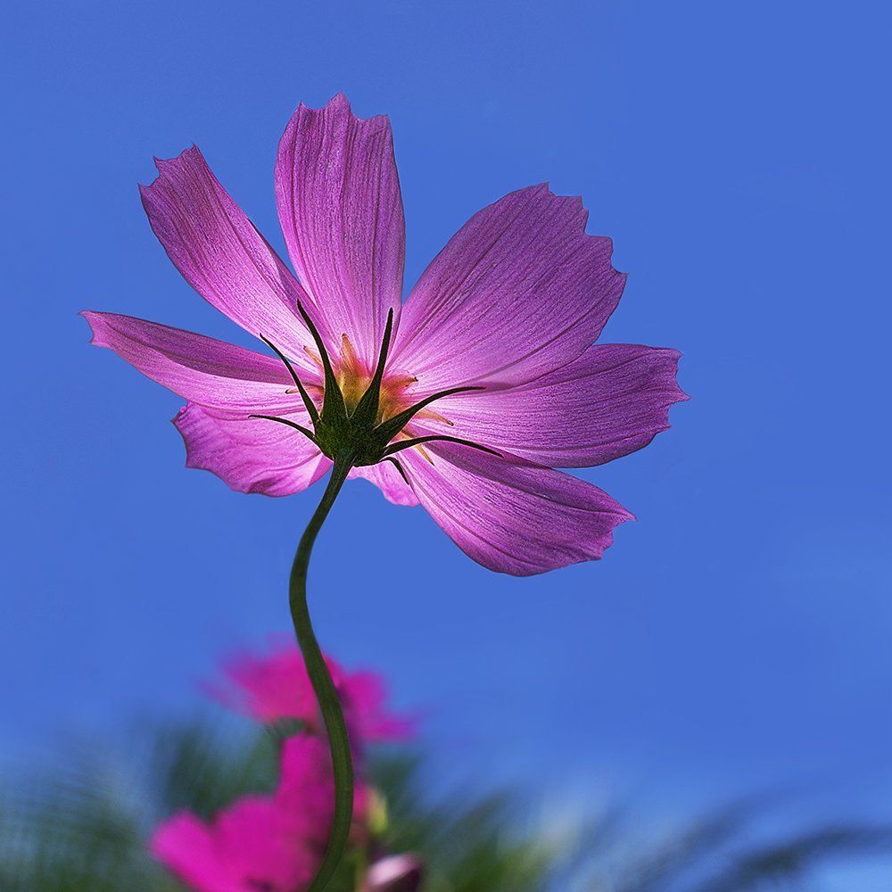 a Pink Cosmos