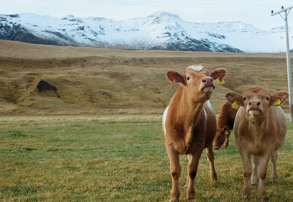 Icelandic cows