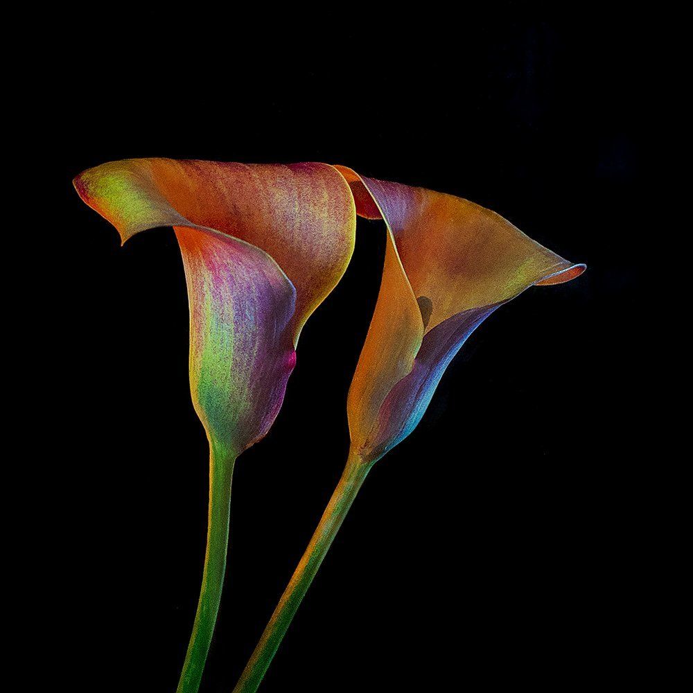 Calla Lily