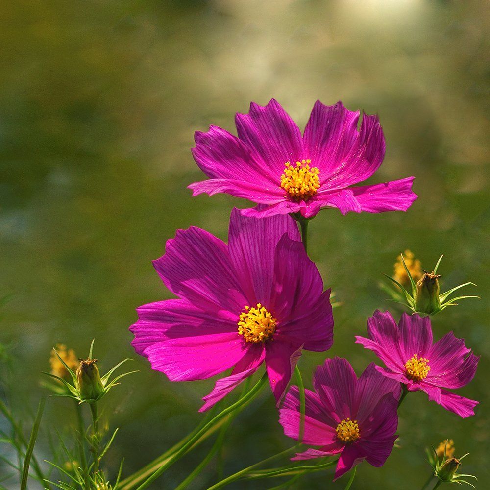Pink Cosmos