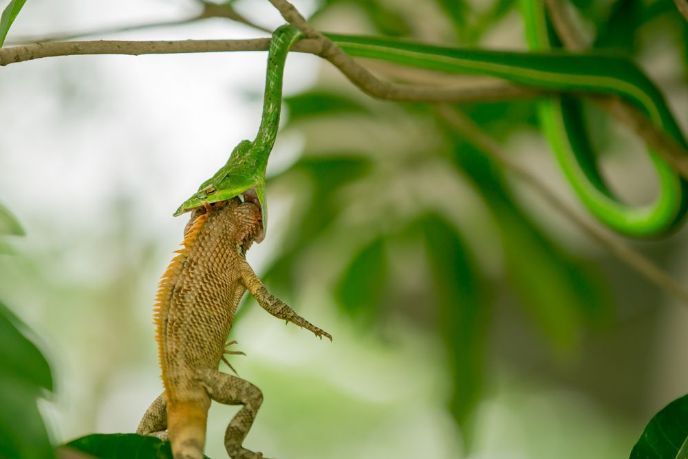 Snake catching chameleon
