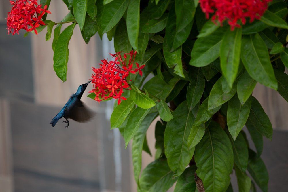 Honey bird with red flower