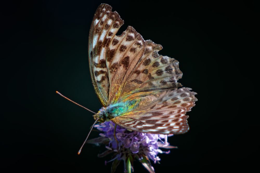 Photograph by Анатолий Калмыков