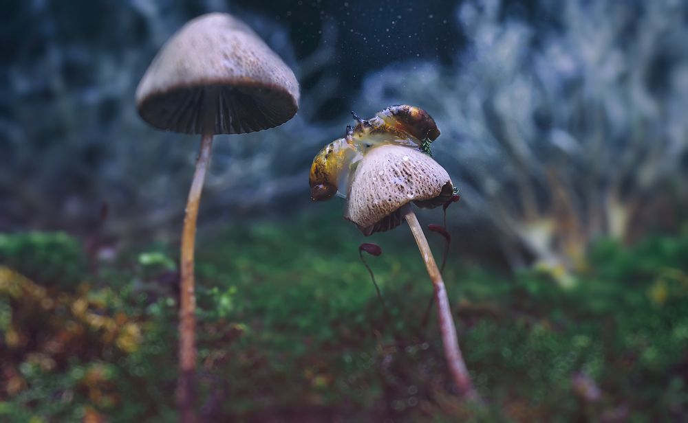 kisses under the stars