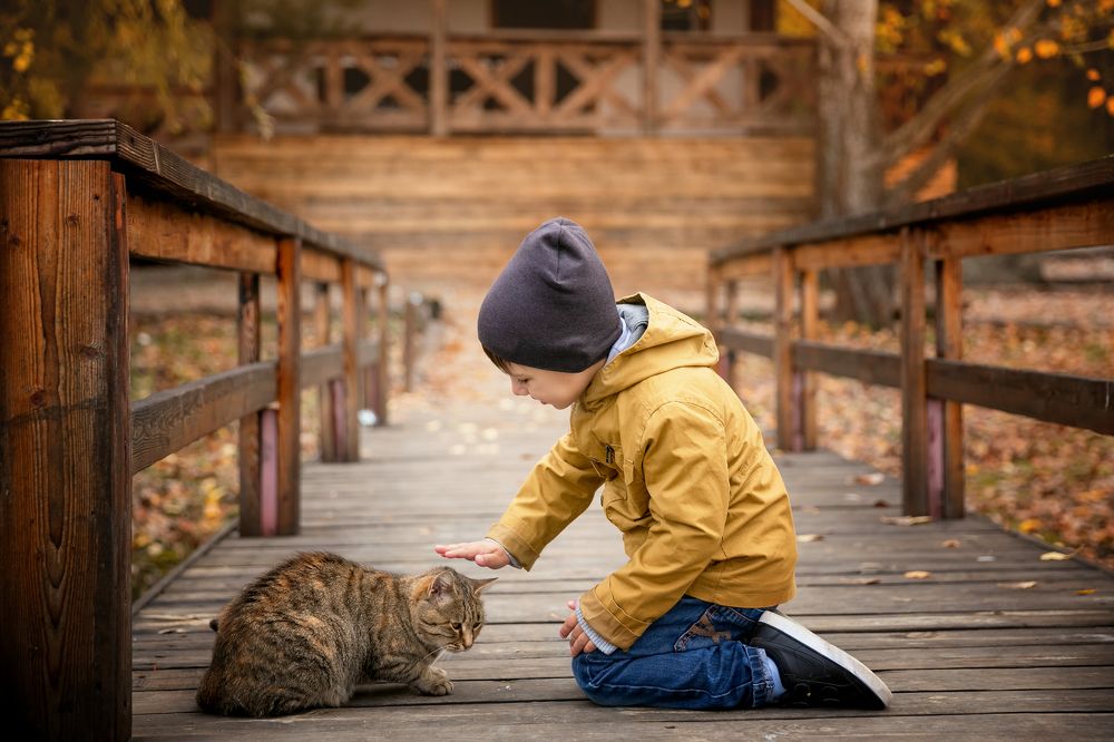 Осенние котики