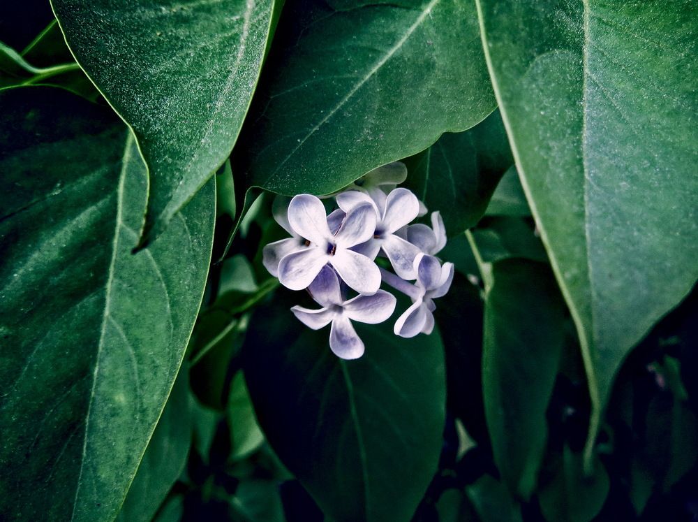 Маленькая сирень