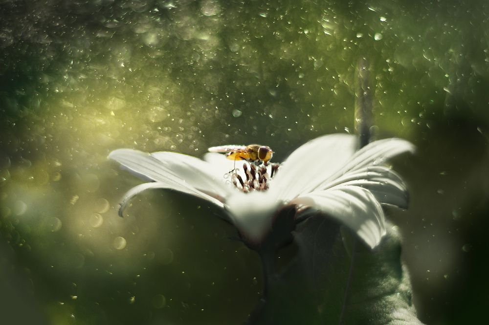 Фотография автора Marina Montale