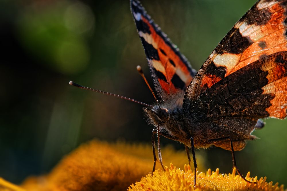 Photograph by Анатолий Калмыков