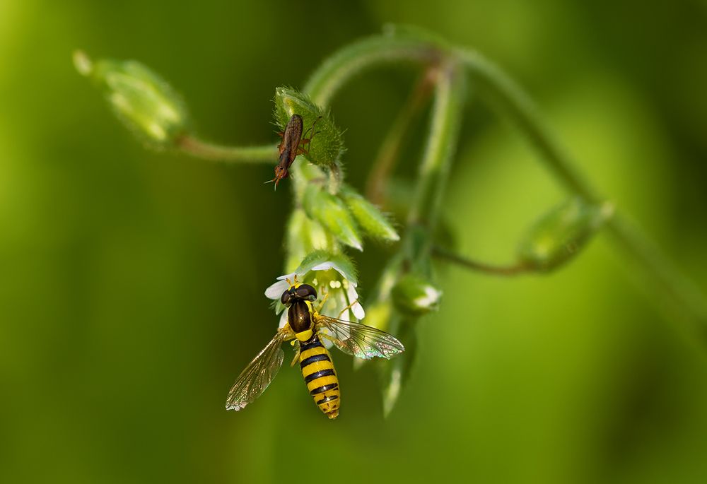 Всё вкусное съедят