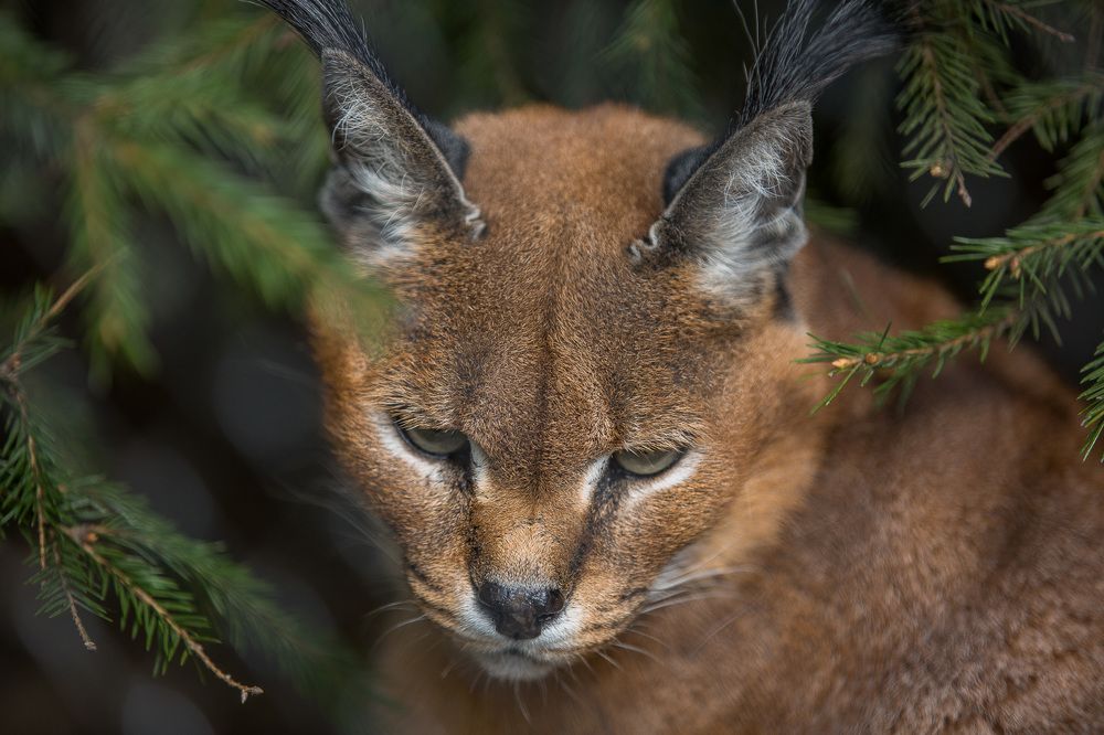 Photograph by Alex Dushutin