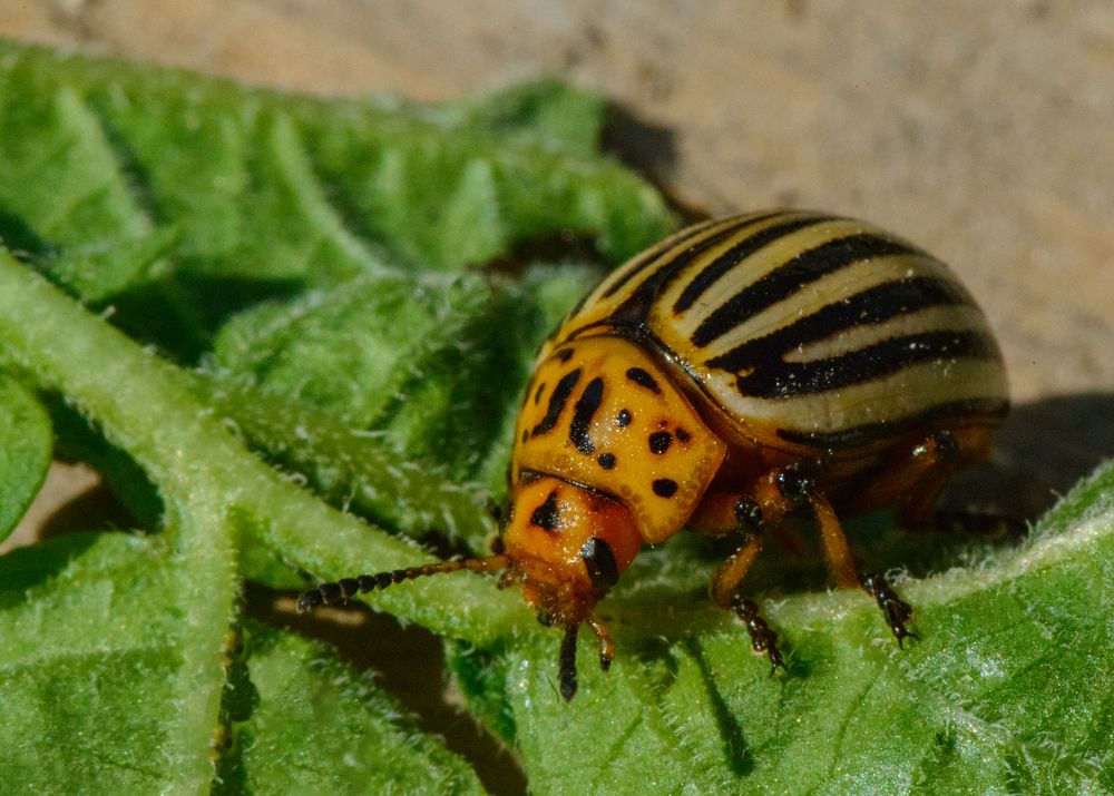 Любитель пасленовых культур