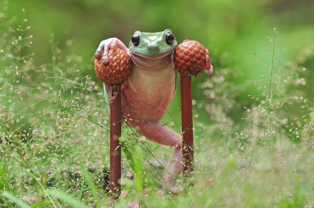 Frog in style