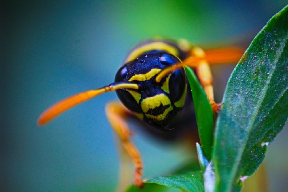 Фотография автора Alina Naidyonova