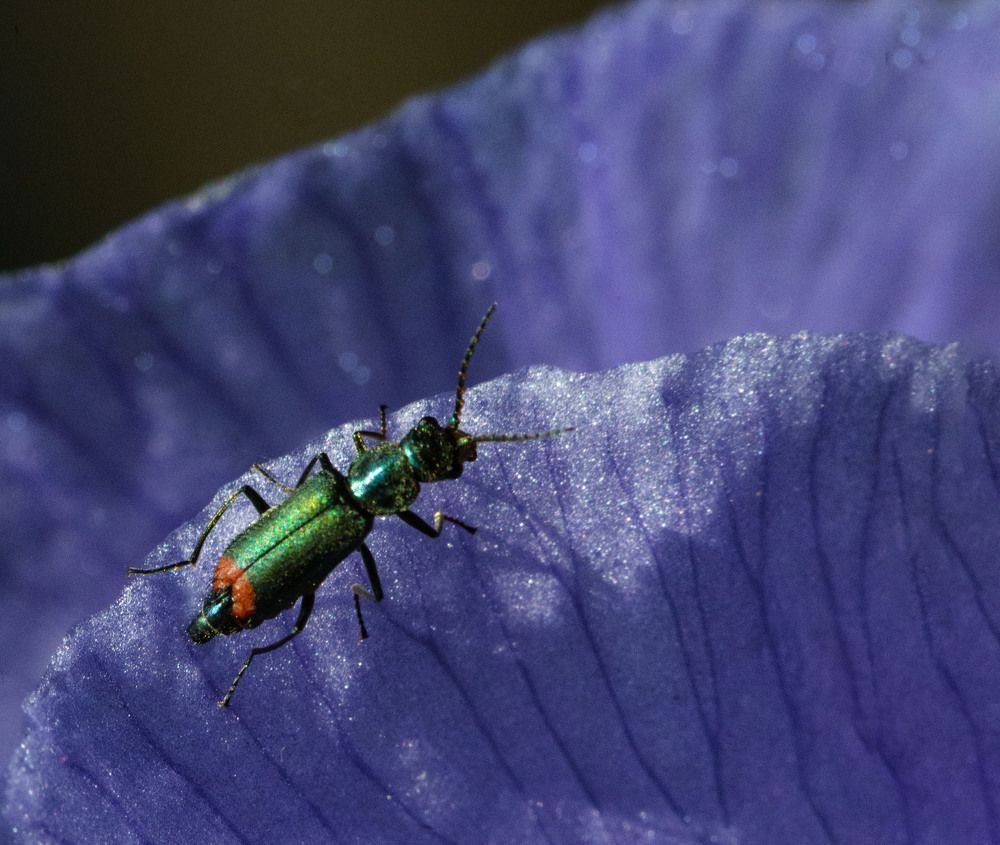 Усачик или кто?