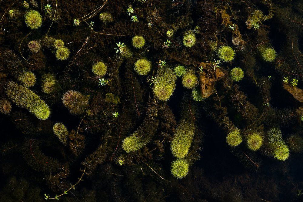 Small plant in the water