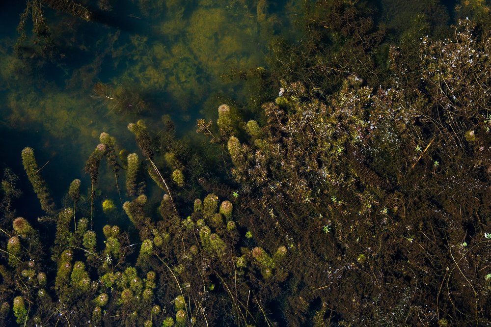 Small plant in the water