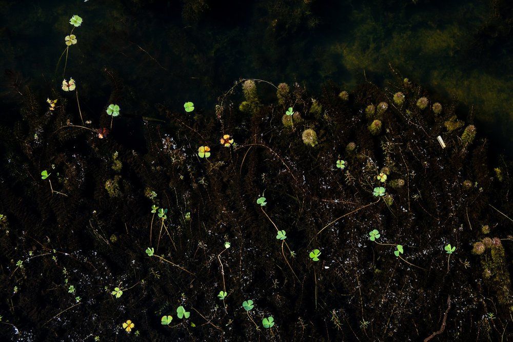 Small plant in the water
