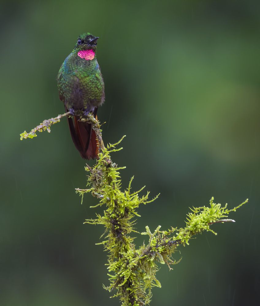 Brazillian Ruby - Hummingbird