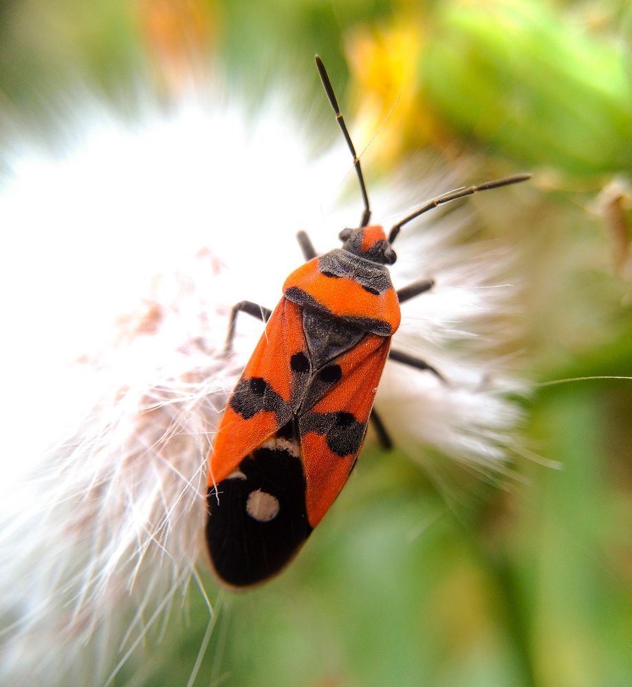 Pyrrhocoris apterus