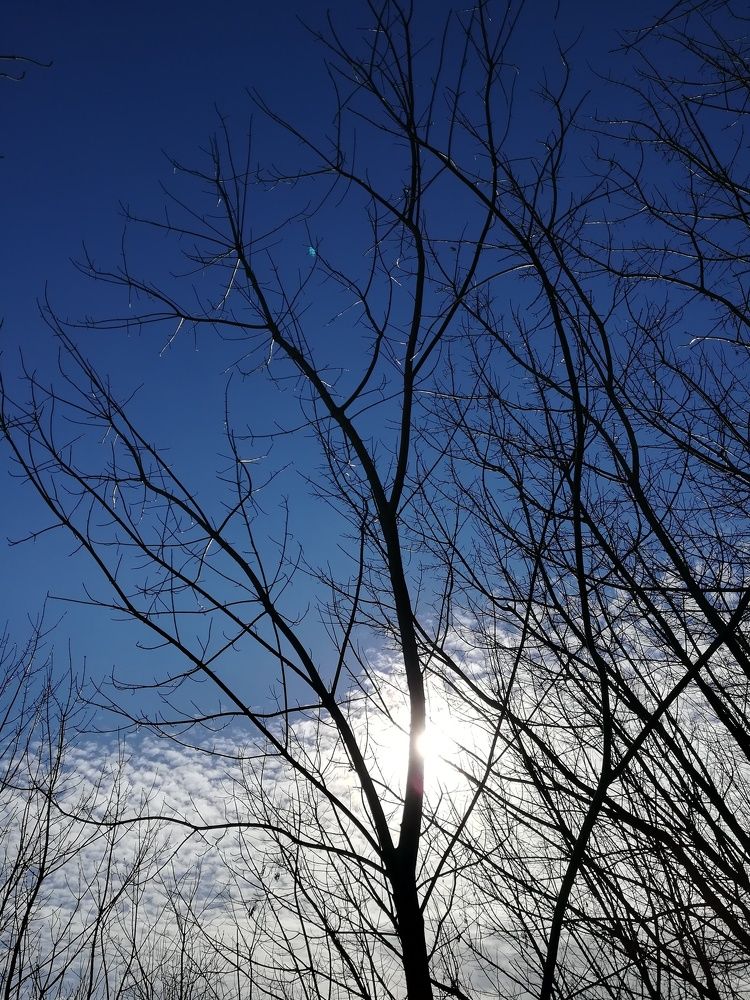 Trueblue