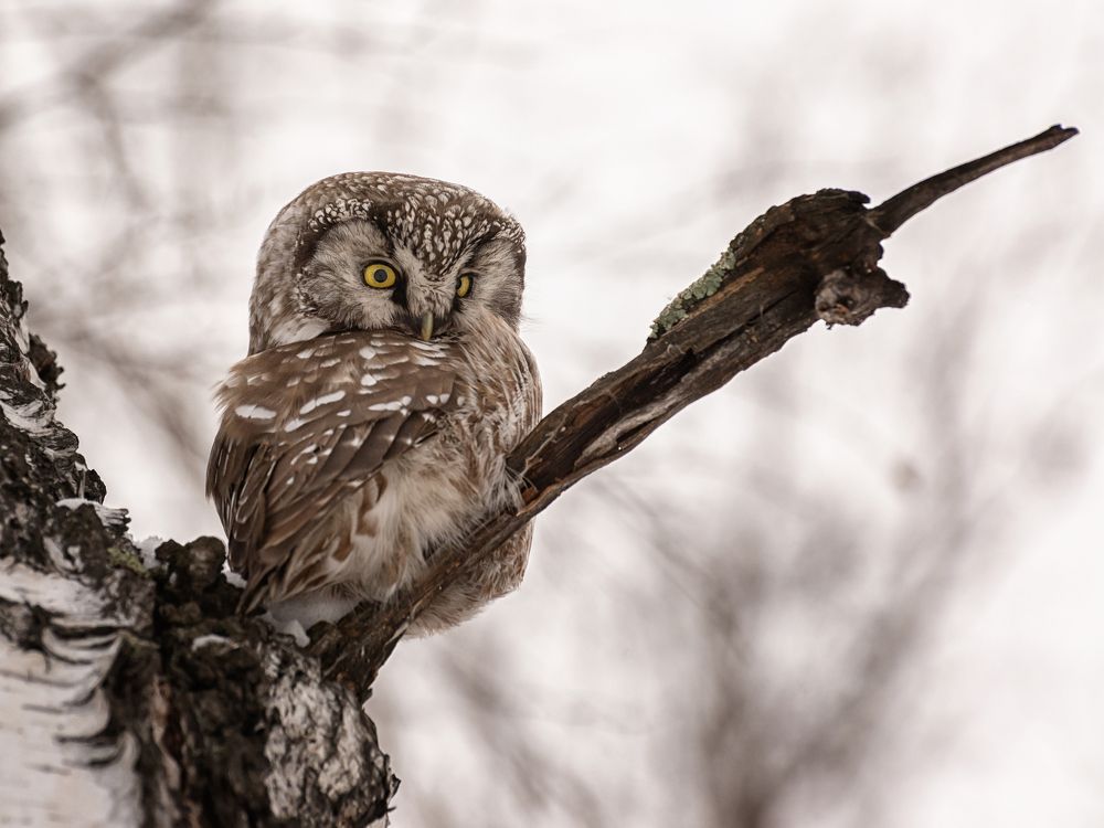 Мохноногий сыч