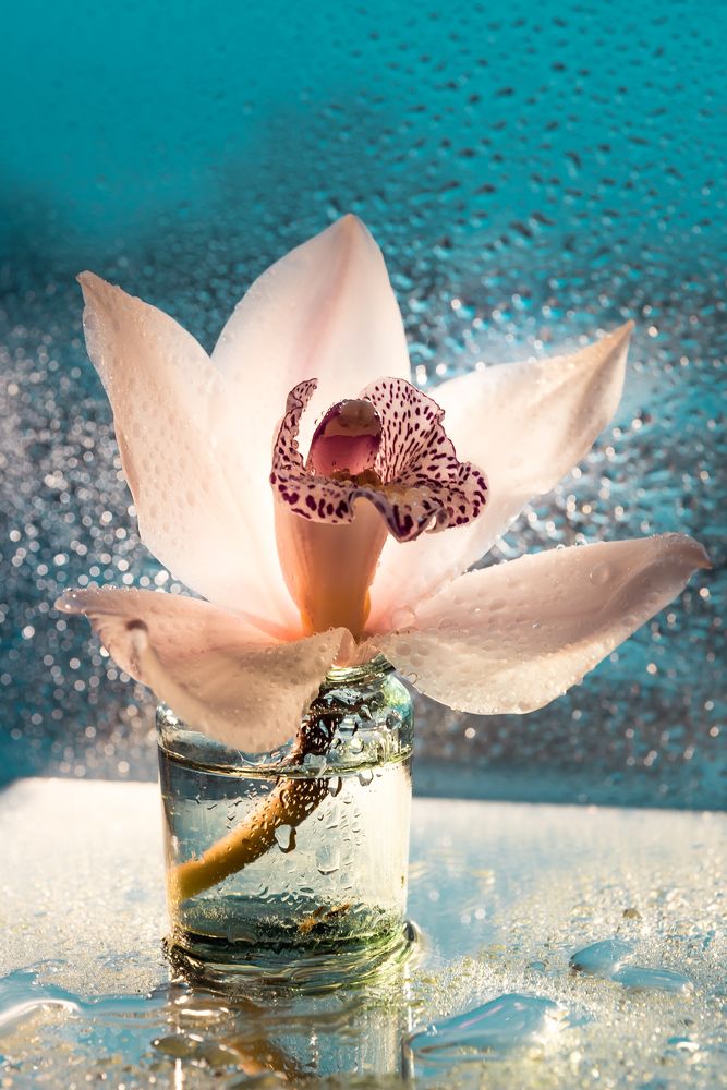 Дюймовочка