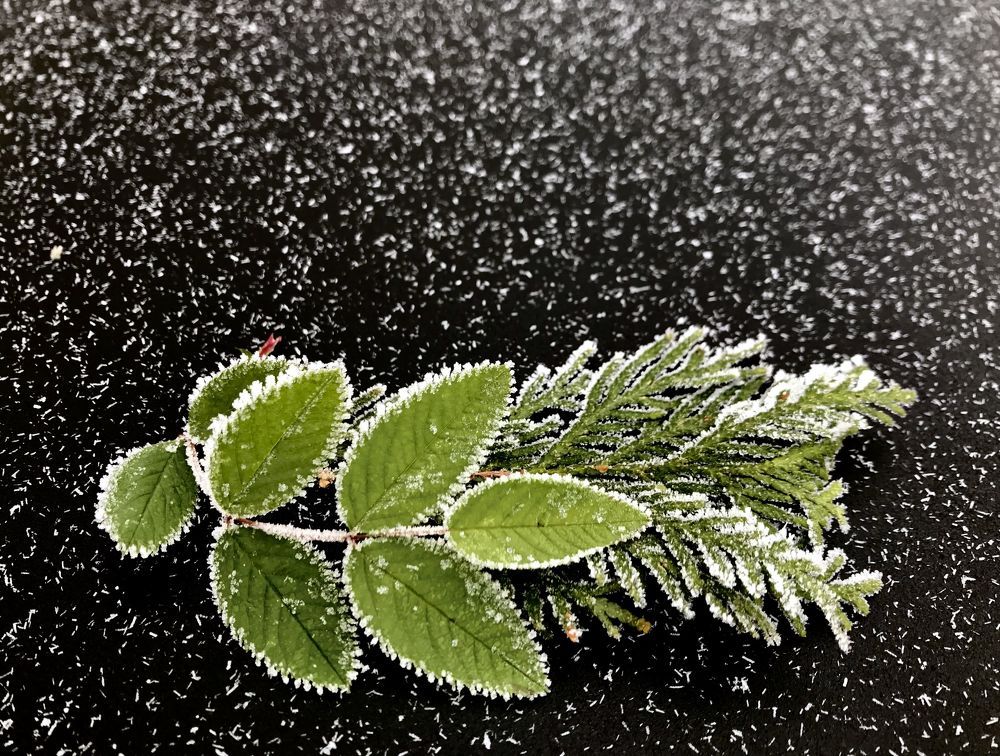hoarfrost