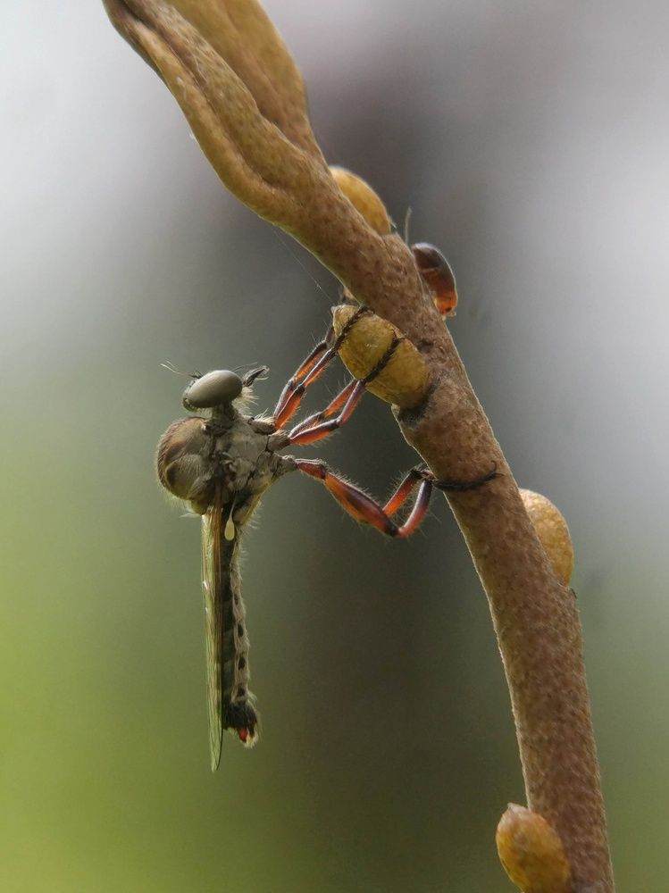 Robber Fly Byson