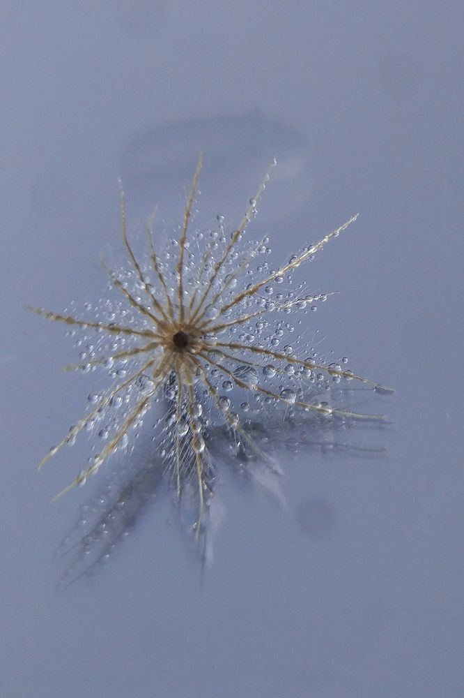 water dandelion