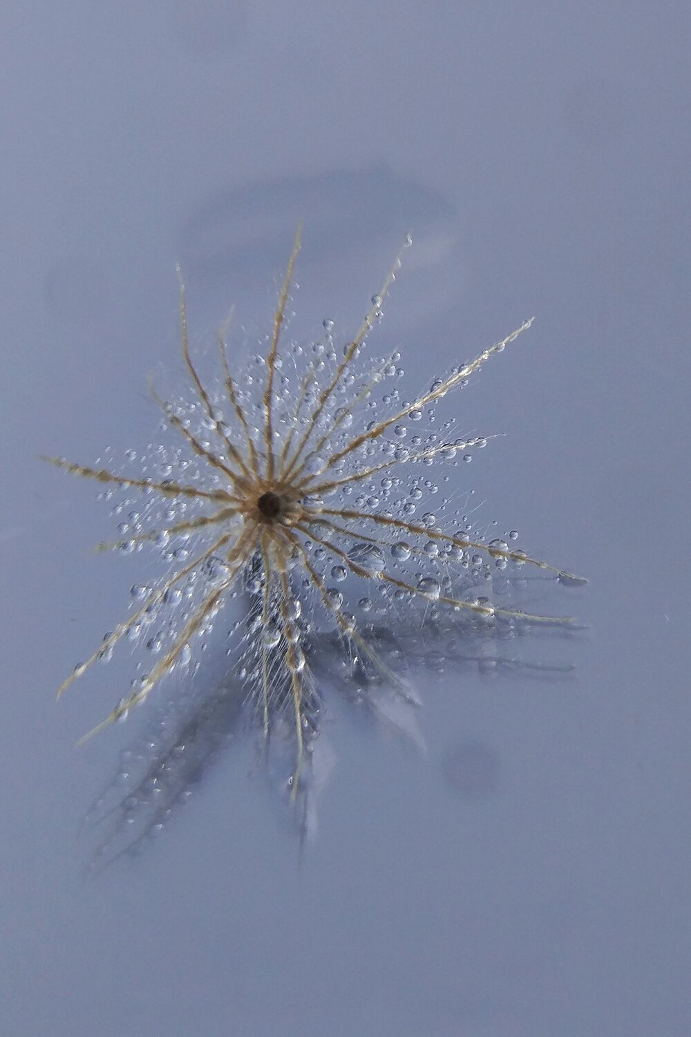 water dandelion