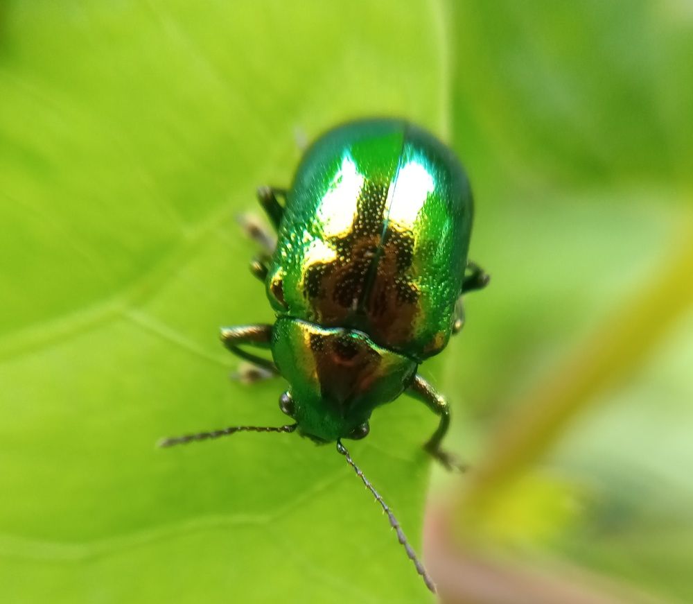 green beetle
