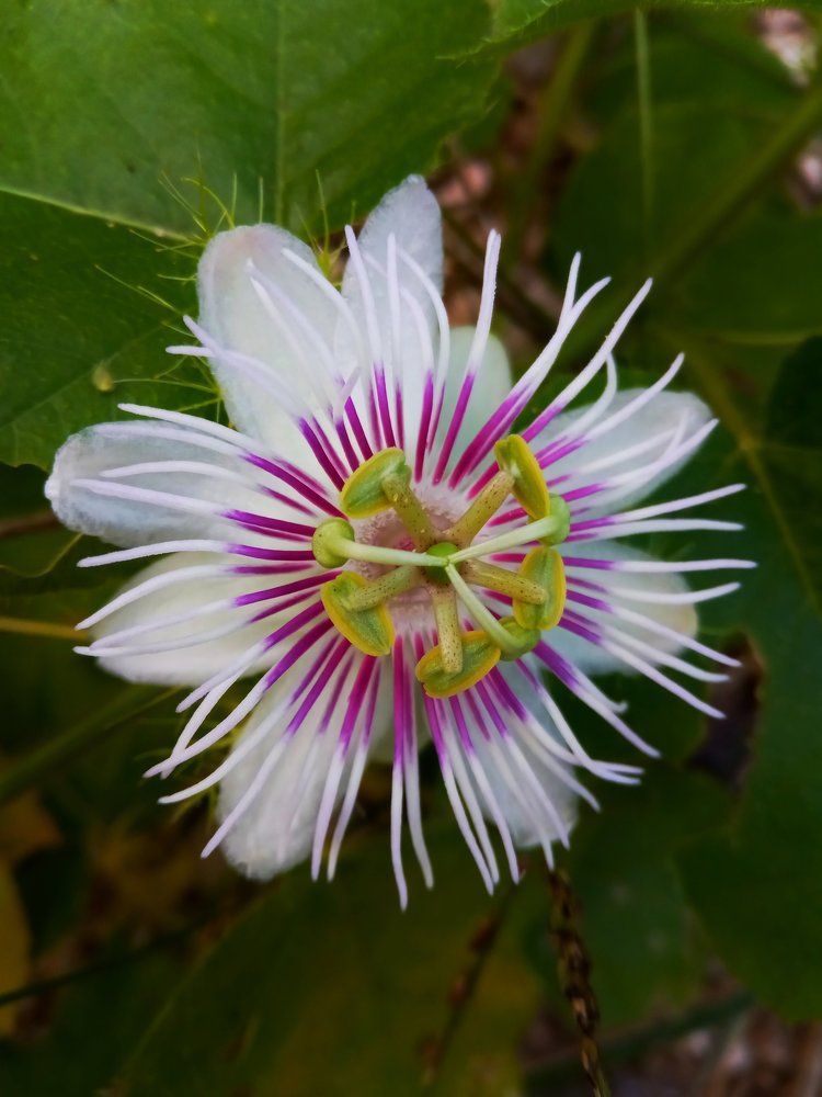 passion fruit flower