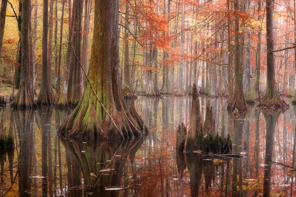 Louisiana swamps in autumn