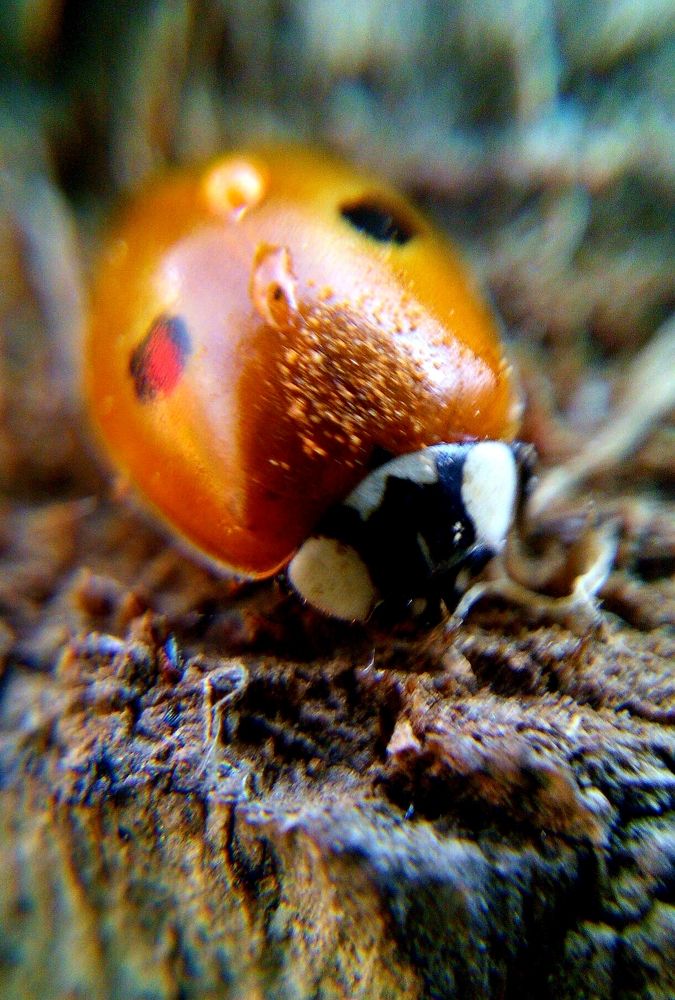 Божья коровка