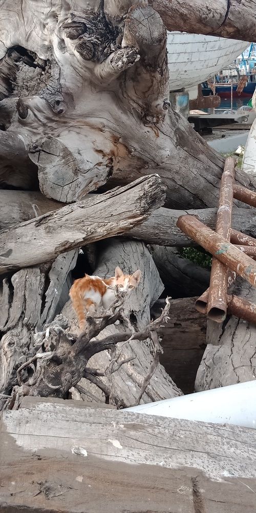 Street cats