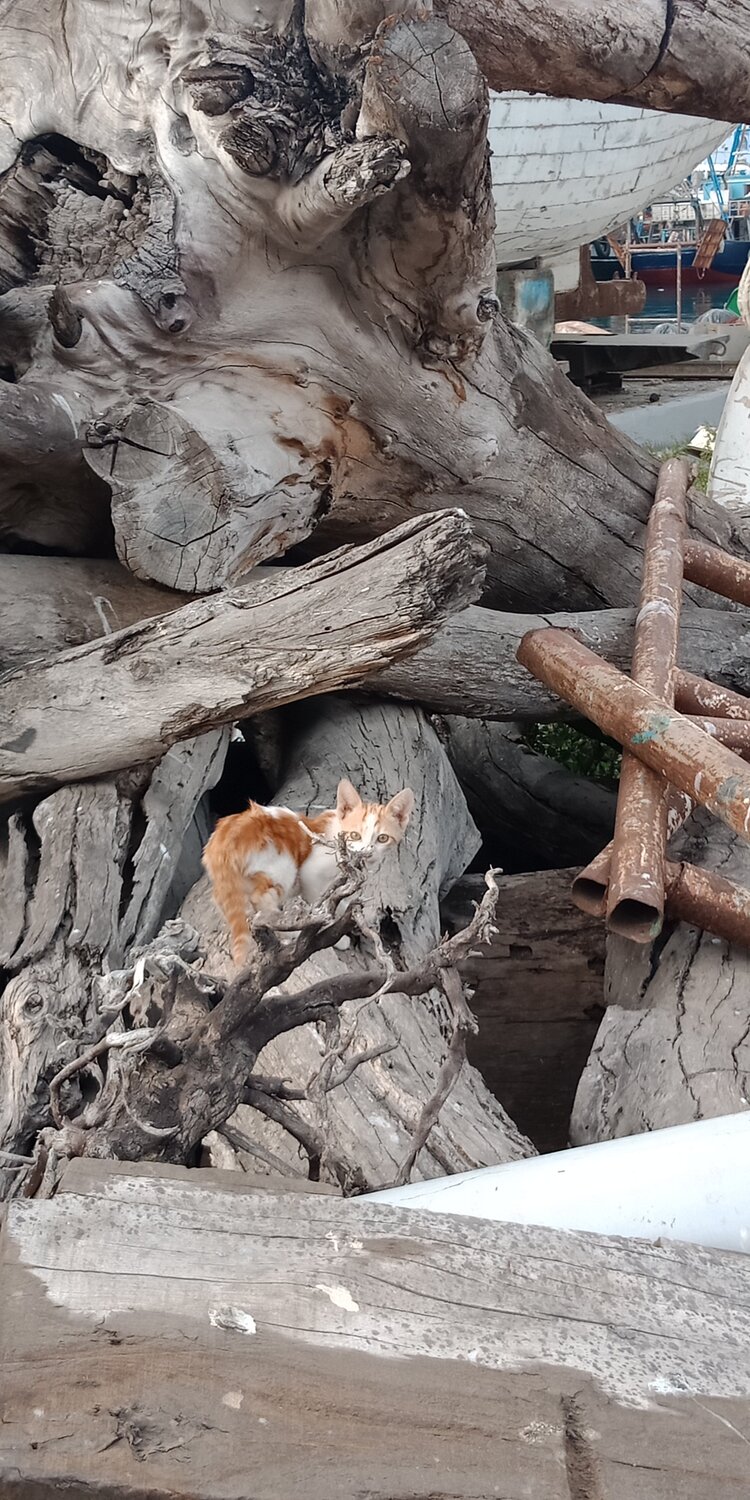 Street cats