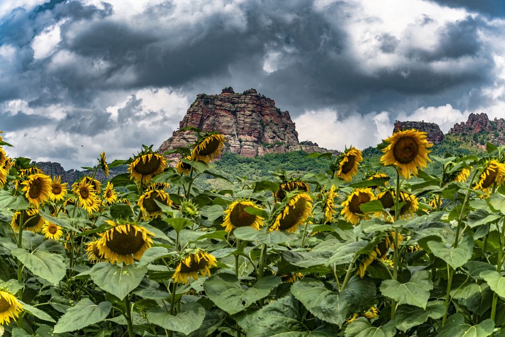 Photograph by Venelin Dimitrov