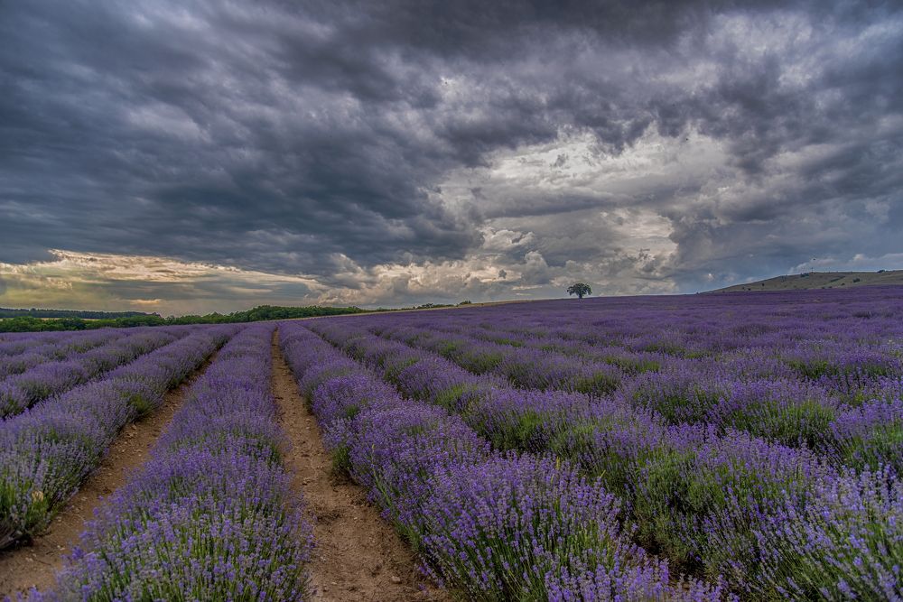 Photograph by Venelin Dimitrov