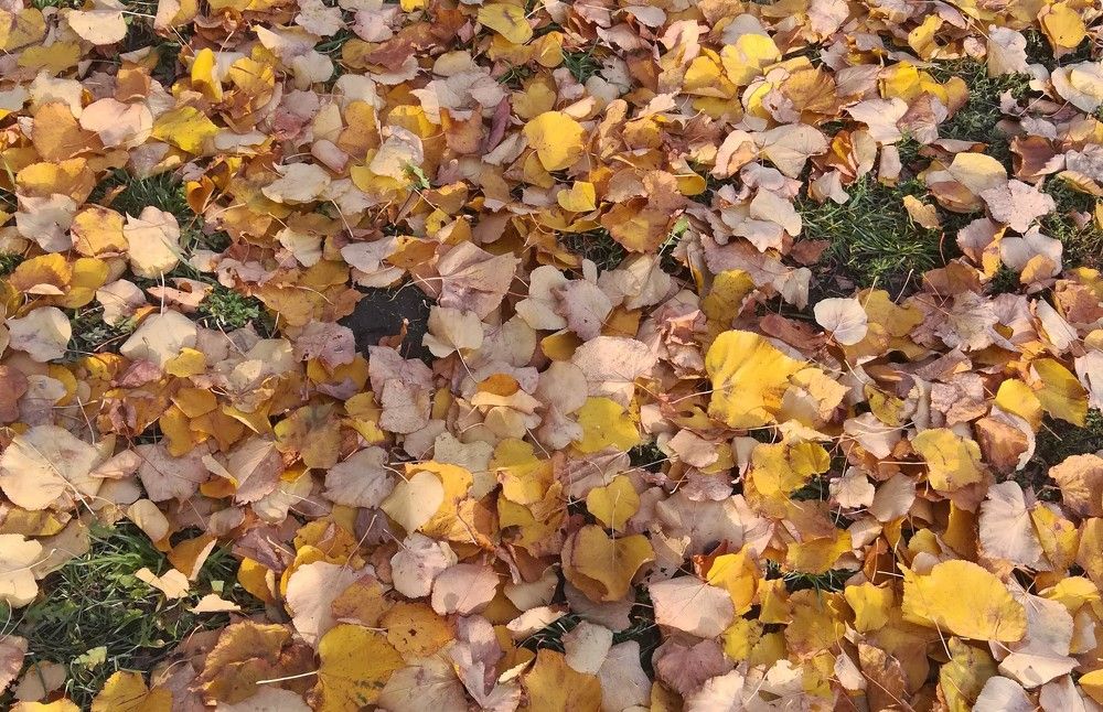 осенний фон для моего экрана