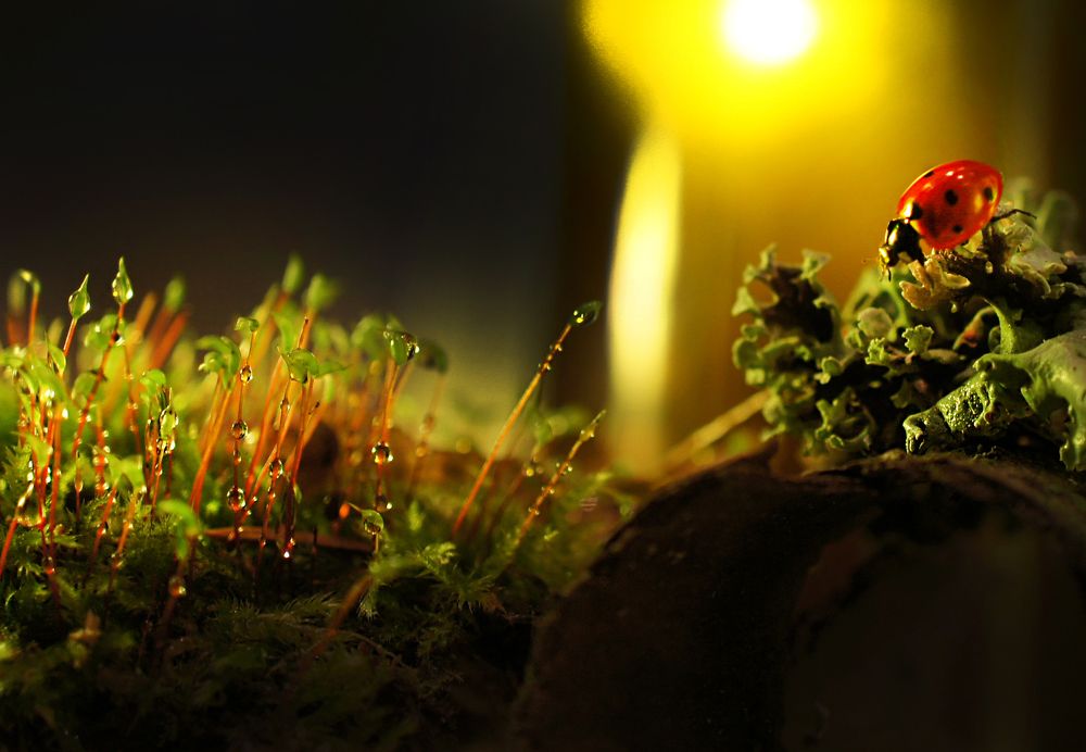 романтичная божья коровка