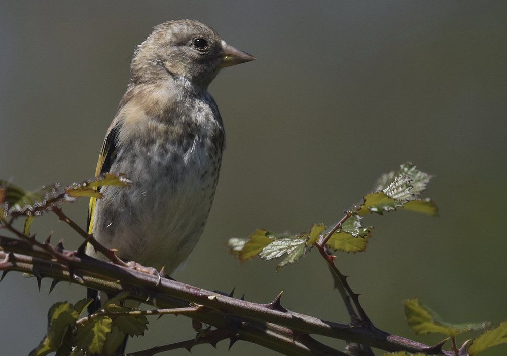 Juvenile Carduelis carduelis