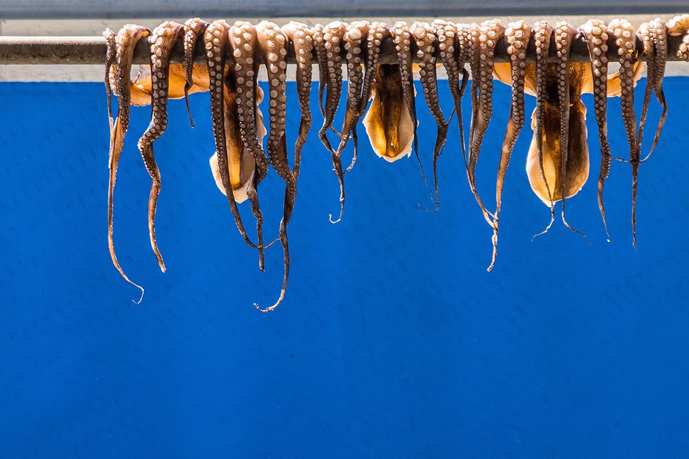 Осьминоги на курорте