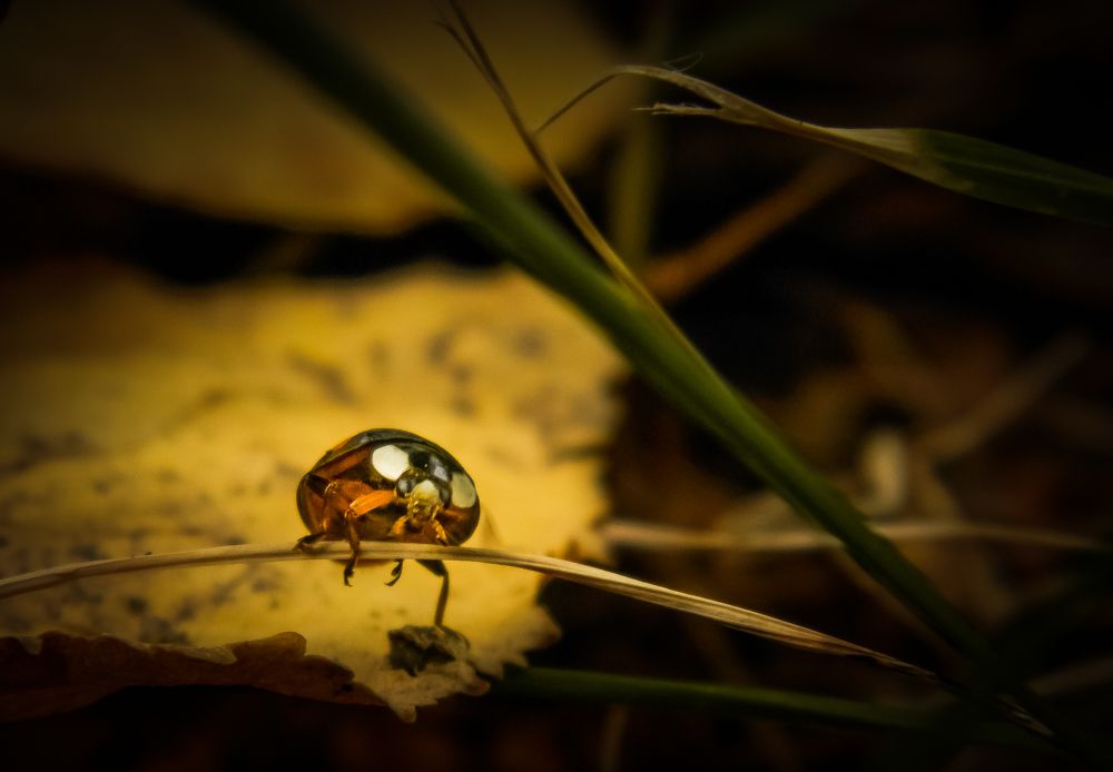 Преодолевая препятствия